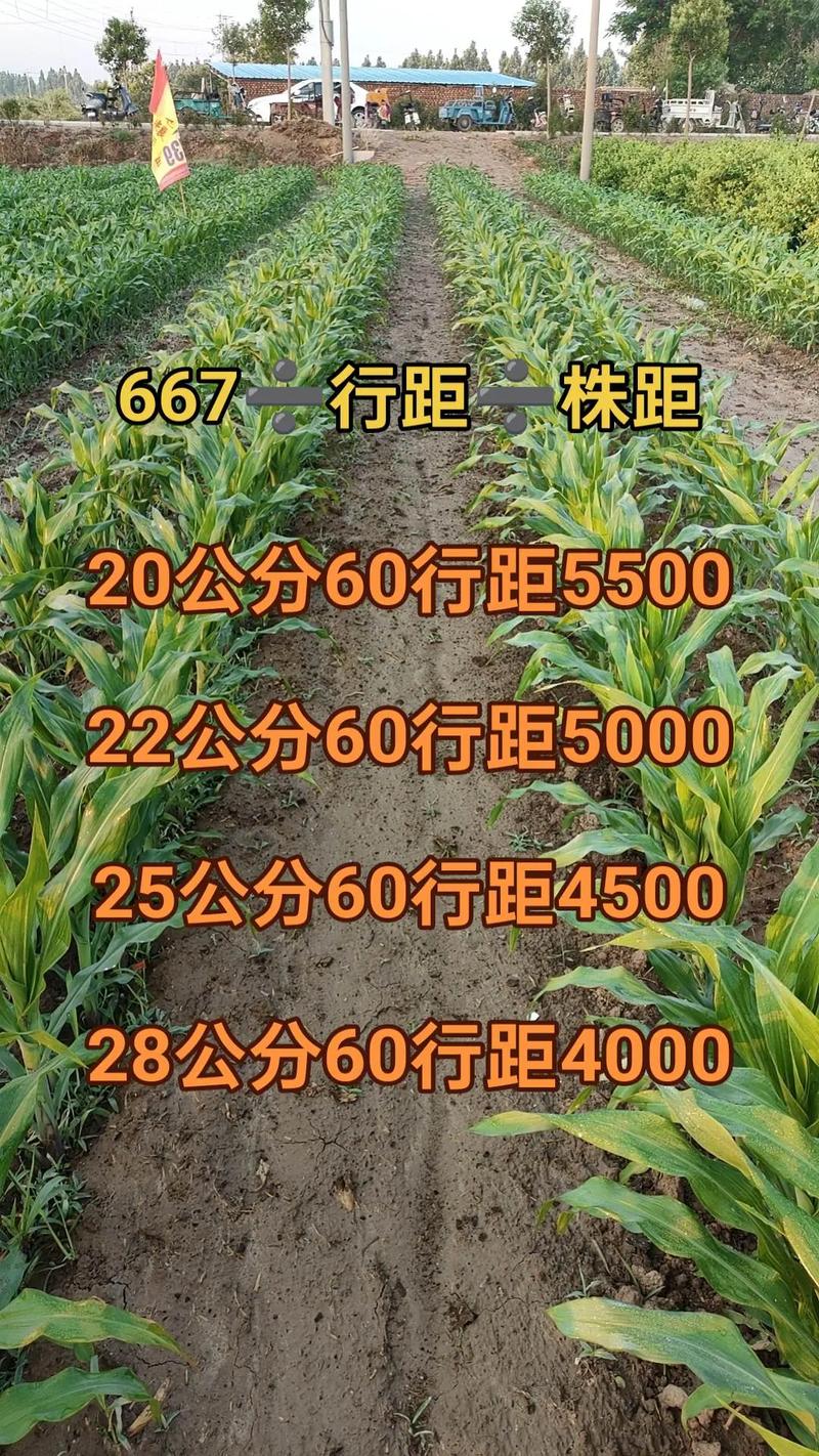 玉米每亩种植多少株?高产种植密度与操作全指南 玉米每亩种植多少株?高产种植密度与操作全指南