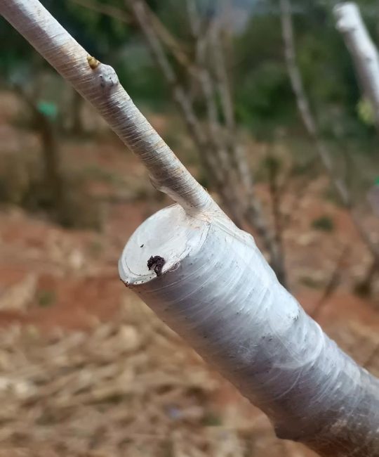 桃树能嫁接李子树吗？嫁接成功率与操作指南