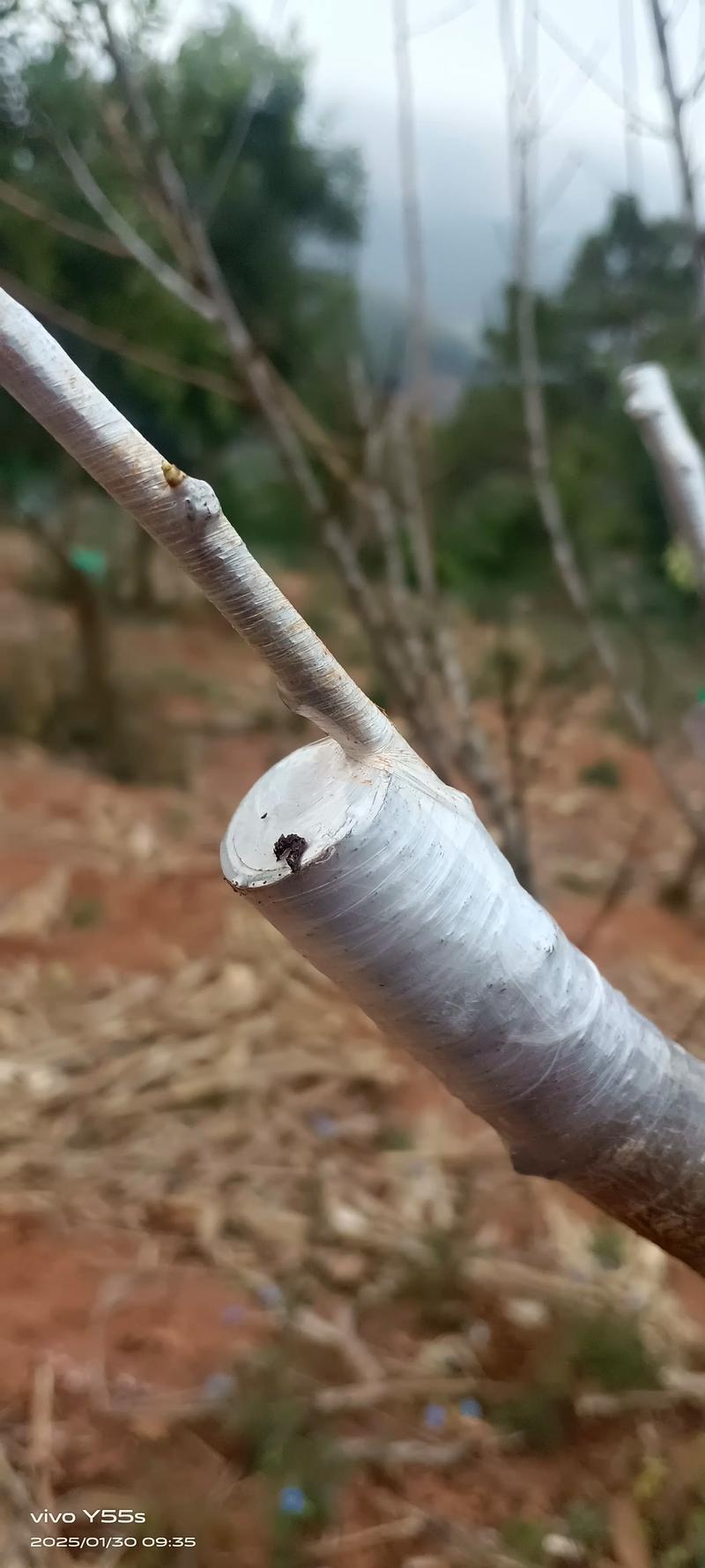 桃树能嫁接李子树吗?嫁接成功率与操作指南 桃树能嫁接李子树吗?嫁接成功率与操作指南