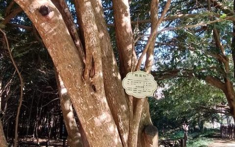 红豆杉木头的价值：药用、收藏与风水全方位解析