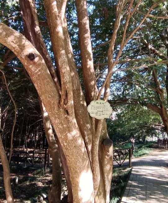 红豆杉木头的价值：药用、收藏与风水全方位解析