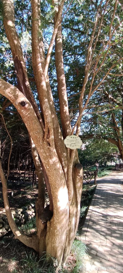 红豆杉木头的价值:药用、收藏与风水全方位解析 红豆杉木头的价值:药用、收藏与风水全方位解析