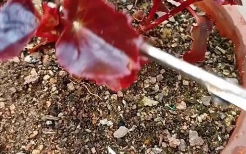 玻璃海棠（斑叶秋海棠）怎么扦插繁殖？提高成活率的5个关键步骤