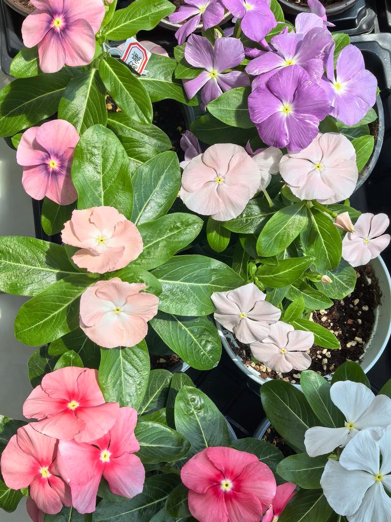 长春花几月份播种最好?家庭种植全流程指南 浇定根水实操