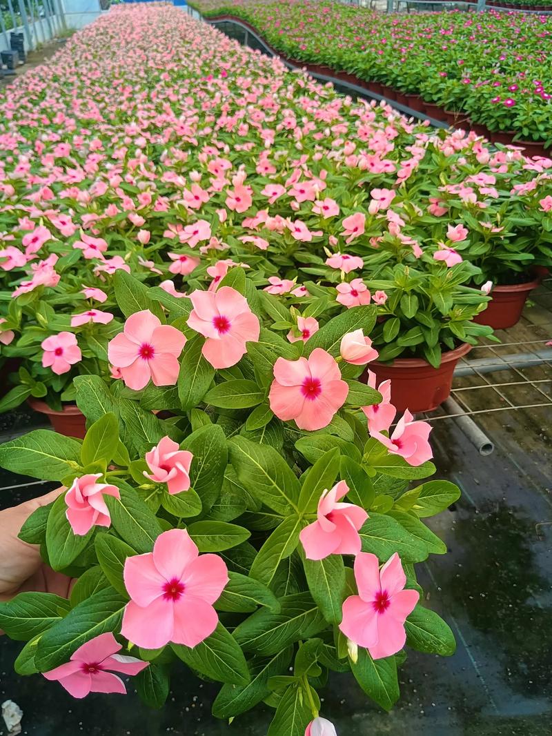 长春花几月份播种最好?家庭种植全流程指南 栽前处理技术