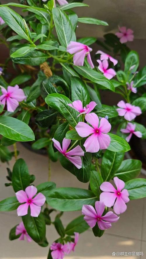 长春花几月份播种最好?家庭种植全流程指南 缓苗管理