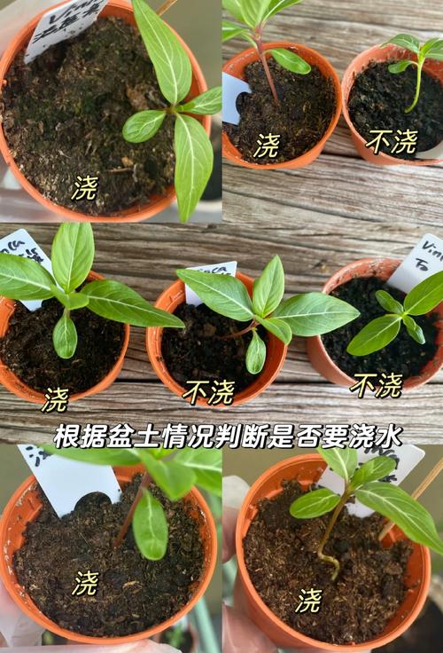 长春花几月份播种最好?家庭种植全流程指南 成活注意事项
