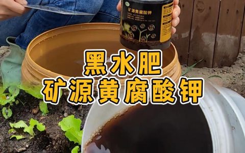 家庭盆栽土壤板结怎么办？改良土壤最好的肥料与养护全攻略
