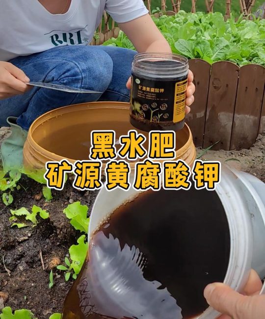 家庭盆栽土壤板结怎么办？改良土壤最好的肥料与养护全攻略