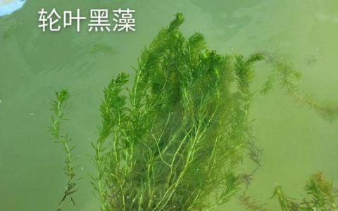 黑藻是高等植物吗？详解分类特征与水草养殖