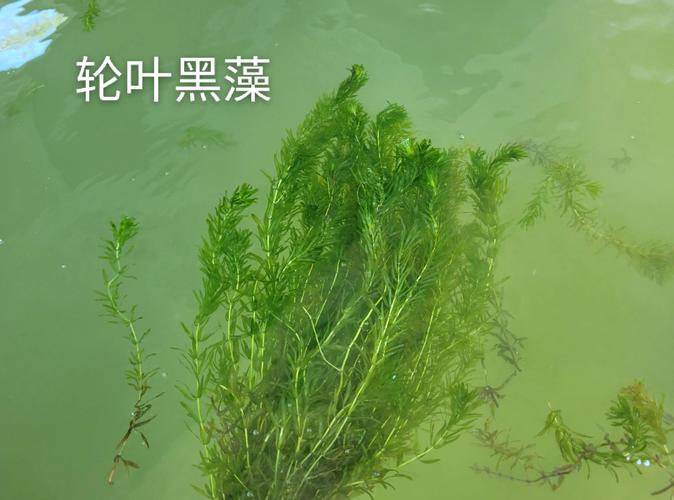 黑藻是高等植物吗?详解分类特征与水草养殖 黑藻是高等植物吗?详解分类特征与水草养殖