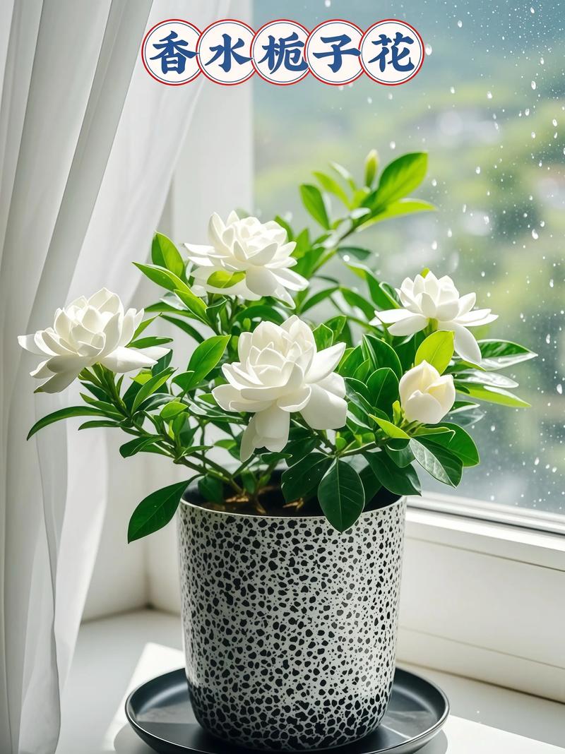 栀子花又叫什么花 生长习性