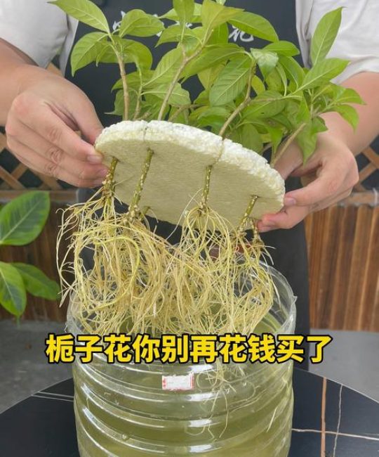 栀子花怎么扦插？全流程技术指导