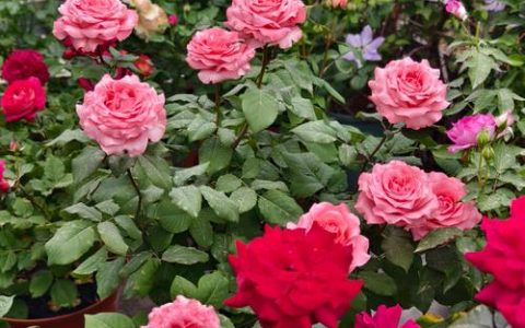 月季花一年开几次花？品种、养护与促花全攻略