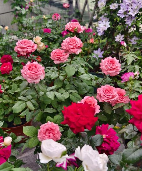 月季花一年开几次花？品种、养护与促花全攻略