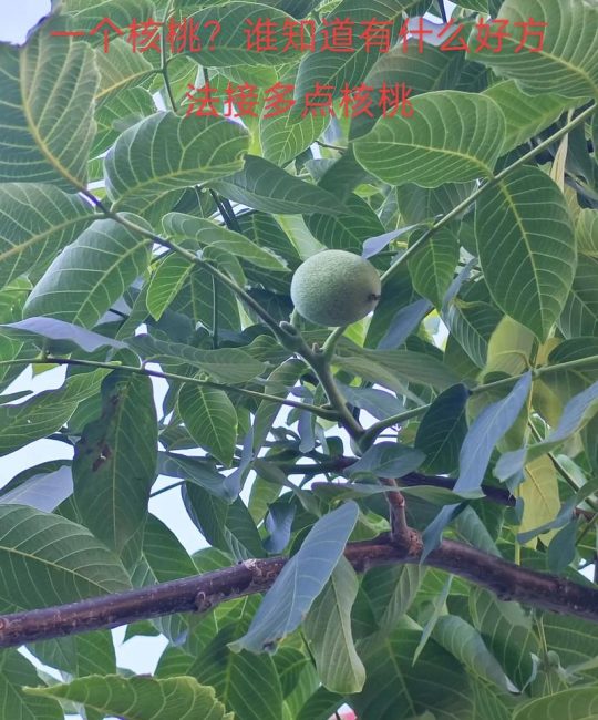 核桃树旺长不结果怎么办？5步控旺促花技术