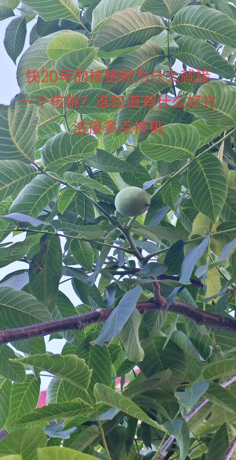 核桃树旺长不结果怎么办?5步控旺促花技术 核桃树旺长不结果怎么办?5步控旺促花技术
