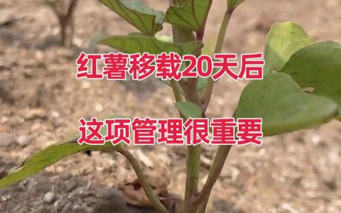 红薯施肥用什么肥料？家庭种植高产全攻略