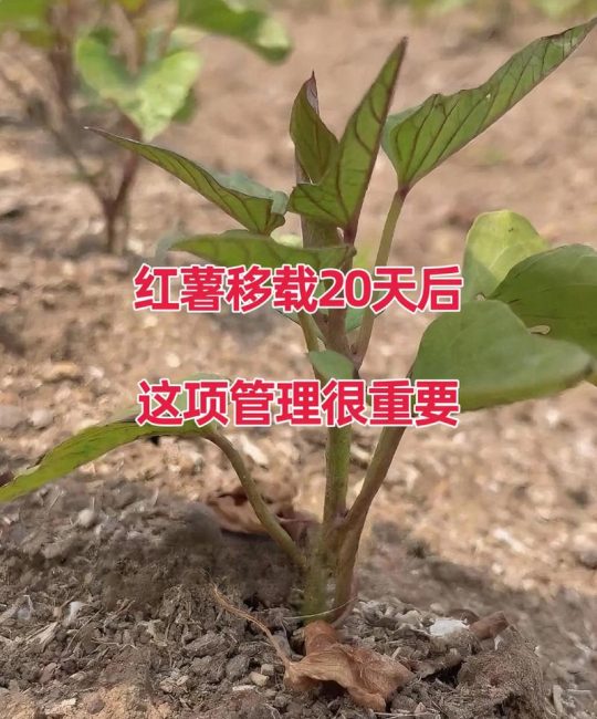 红薯施肥用什么肥料？家庭种植高产全攻略