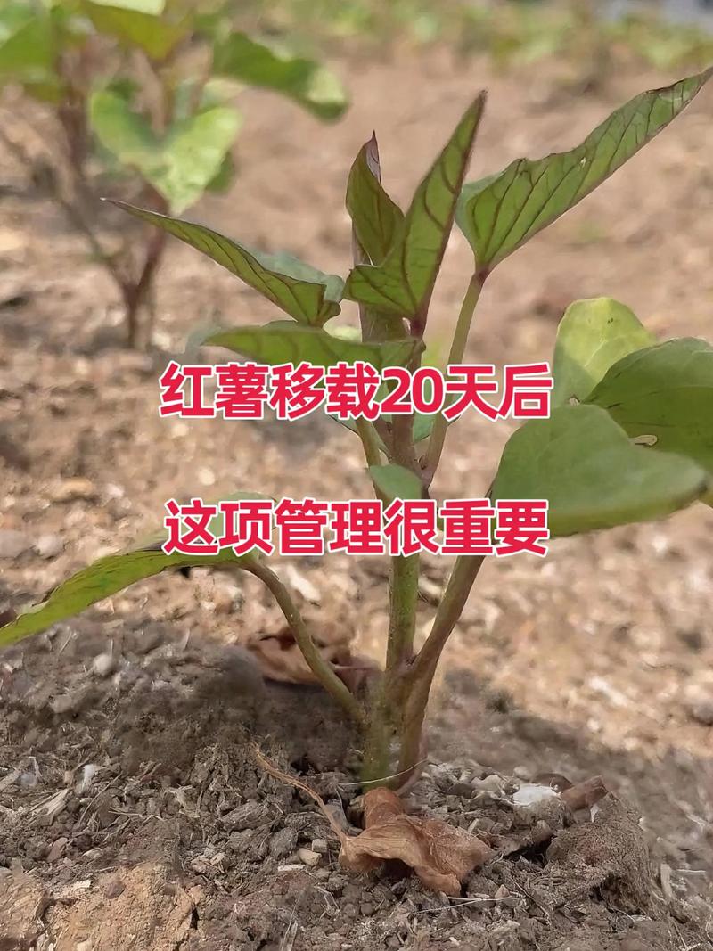 红薯施肥用什么肥料？家庭种植高产全攻略