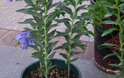 百合的种植技术和栽培方法：从选种到开花的全流程指南