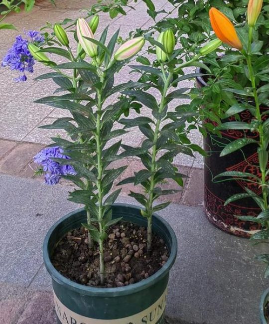 百合的种植技术和栽培方法：从选种到开花的全流程指南