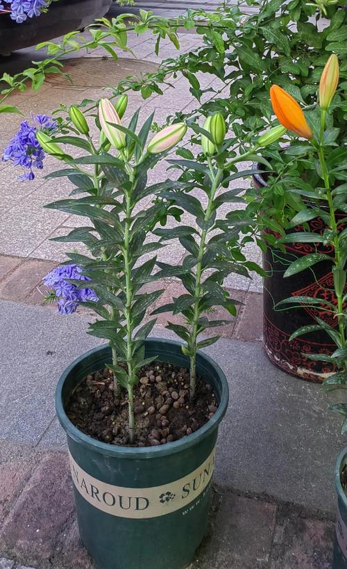 百合的种植技术和栽培方法：从选种到开花的全流程指南