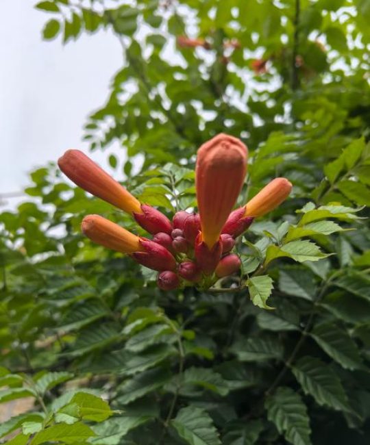 凌霄花种植全攻略：从选种到爆盆的实操方法