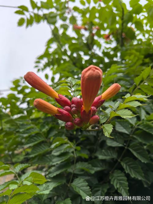 凌霄花种植全攻略:从选种到爆盆的实操方法 凌霄花种植全攻略:从选种到爆盆的实操方法