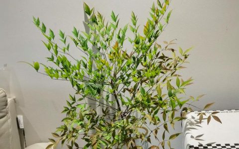 南天竹可以长期水培吗？水培养护指南与注意事项