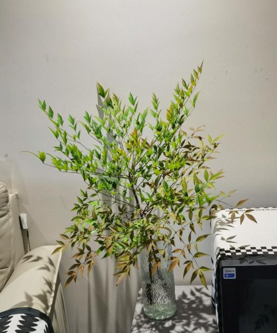 南天竹可以长期水培吗？水培养护指南与注意事项