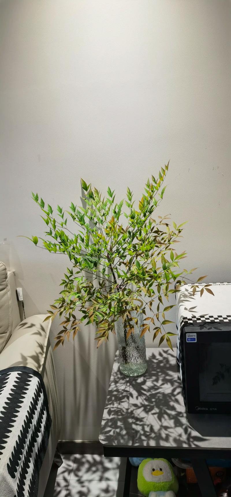 南天竹可以长期水培吗?水培养护指南与注意事项 南天竹可以长期水培吗?水培养护指南与注意事项