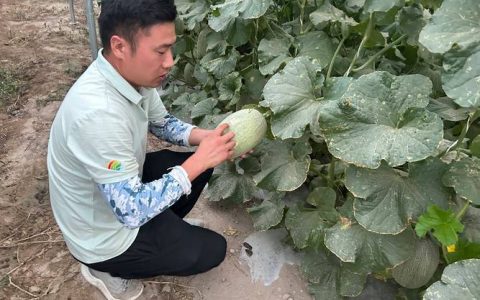 哈密瓜种植方法全过程：从选种到收获的实用指南