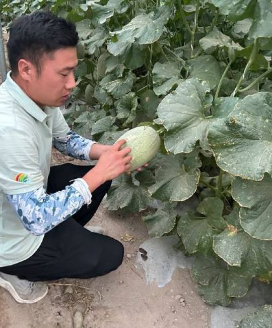 哈密瓜种植方法全过程：从选种到收获的实用指南