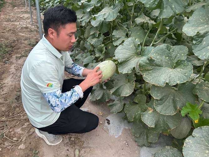 哈密瓜种植方法全过程:从选种到收获的实用指南 哈密瓜种植方法全过程:从选种到收获的实用指南