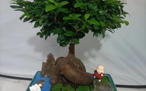 榕树盆景养殖方法与注意事项：见干见湿，薄肥勤施