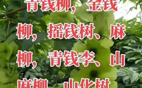 柳树的主要用途有哪些？经济与生态价值全解析