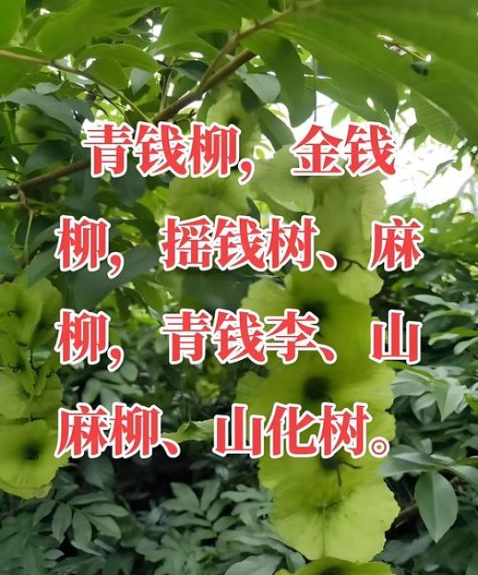 柳树的主要用途有哪些？经济与生态价值全解析