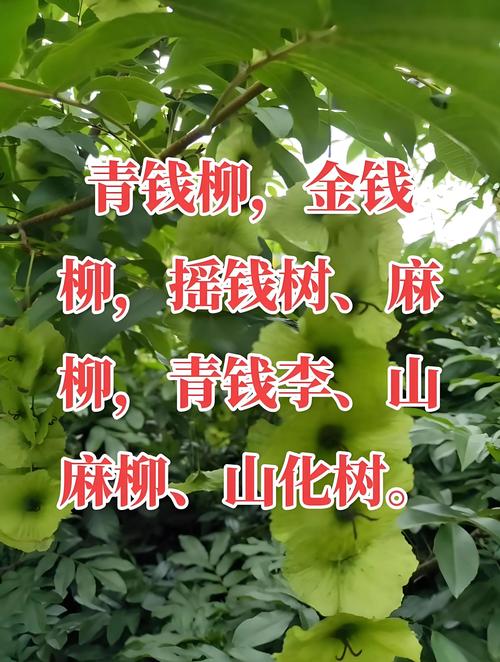 柳树的主要用途有哪些？经济与生态价值全解析