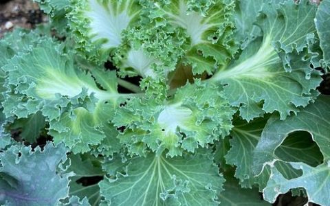 羽衣甘蓝是什么菜长啥样：叶牡丹的形态特征与种植指南