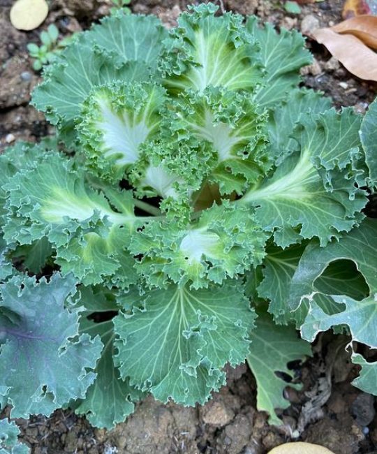 羽衣甘蓝是什么菜长啥样：叶牡丹的形态特征与种植指南