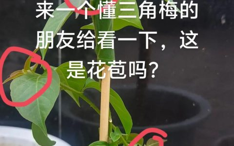 三角梅只长叶不开花？4大原因排查与促花养护全攻略