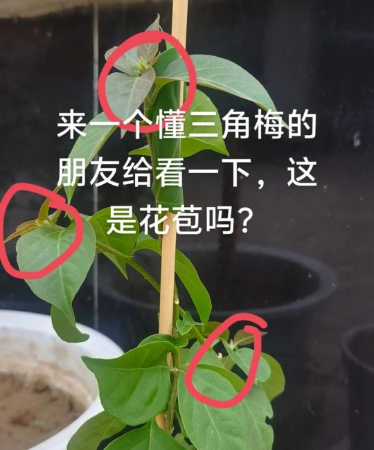 三角梅只长叶不开花？4大原因排查与促花养护全攻略
