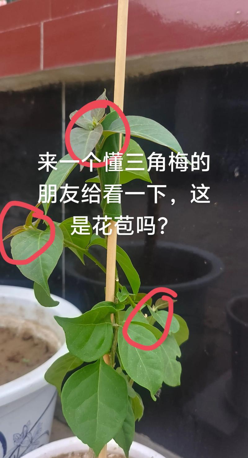 三角梅只长叶不开花?4大原因排查与促花养护全攻略 三角梅只长叶不开花?4大原因排查与促花养护全攻略