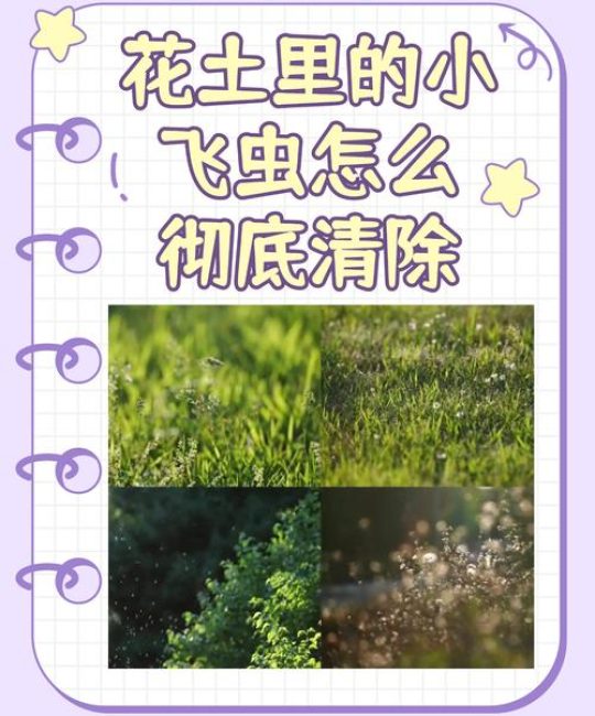 花土里的小飞虫怎么彻底清除？3步物理+化学法，根除虫害不伤花