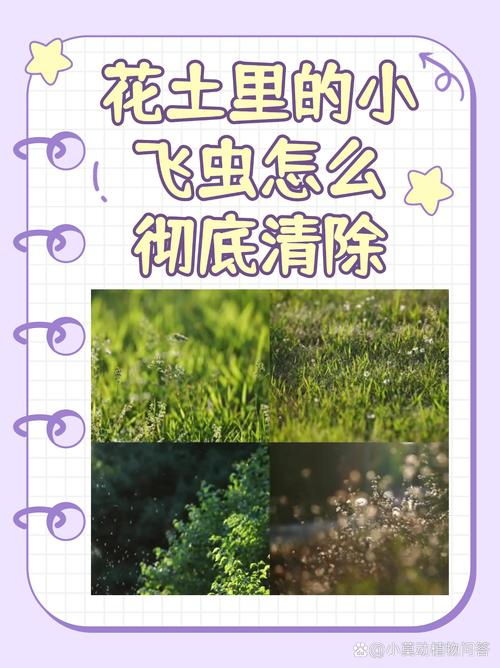 花土里的小飞虫怎么彻底清除？3步物理+化学法，根除虫害不伤花