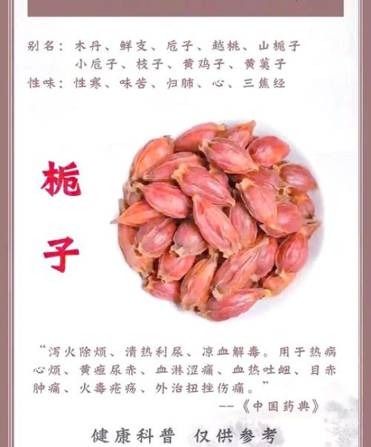 干栀子花的功效与作用：清热解毒的“天然灭火器”