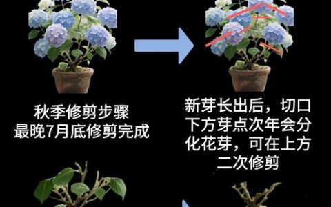 绣球花修剪的最佳时间与方法：老枝新枝修剪指南