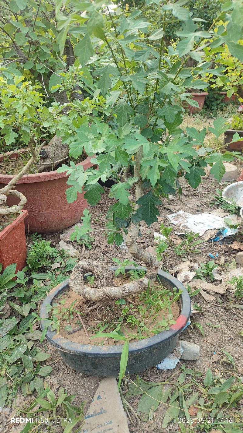 家里种山楂树大忌:根系安全、光照与土壤的科学种植指南 家里种山楂树大忌:根系安全、光照与土壤的科学种植指南