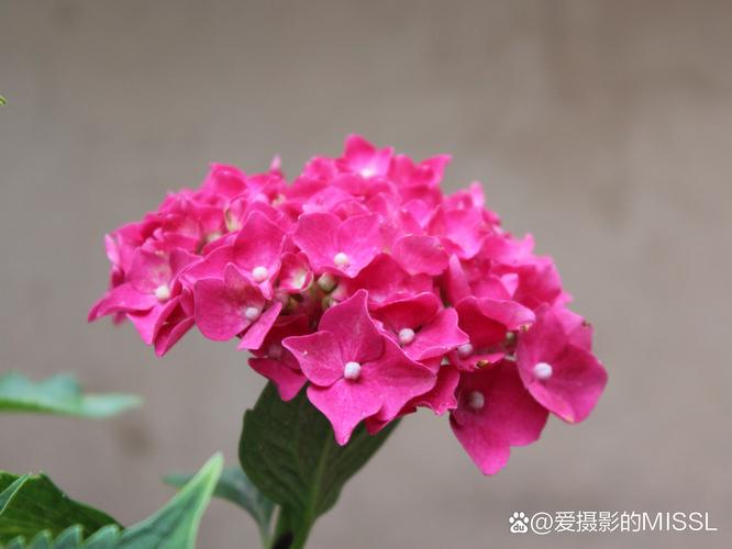 红色绣球品种对比:魔幻红宝石与无尽夏谁更红? 红色绣球品种对比:魔幻红宝石与无尽夏谁更红?